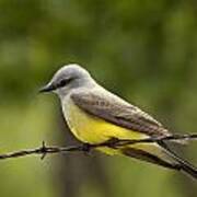 Yellow-bellied Fence-sitter Poster