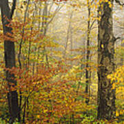 Yellow Birch In Autumn Vermont Poster