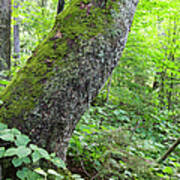 Yellow Birch Tree - Woodstock New Hampshire Poster
