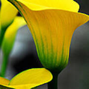 Yellow Calla Lily Poster