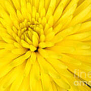 Yellow Chrysanthemum Poster