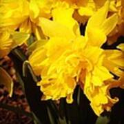 Yellow Daffodils Poster