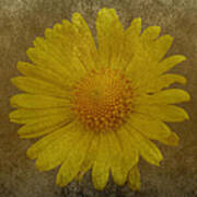 Yellow Daisy Poster