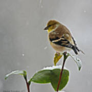 Goldfinch #2 Poster