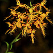 Yellow Fringed Orchid Poster