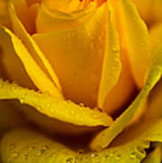 Yellow Garden Queen. Yellow Rose Poster