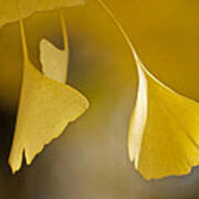 Yellow Ginkgo Poster