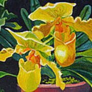 Yellow Lady Slippers Poster