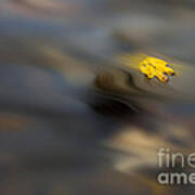 Yellow Leaf Floating In Water Poster