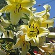 Yellow Lilies Of The Season Poster