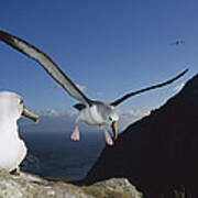 Yellow-nosed Albatross Landing Tristan Poster