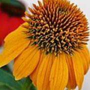 Yellow Orange Echinacea Poster