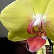 Yellow Phalaenopsis Orchid Poster