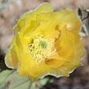 Yellow Prickly Pear Poster