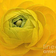 Yellow Ranunculus Poster