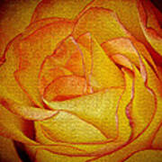 Yellow Rose Abstract Poster