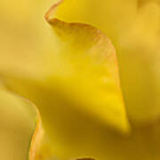 Yellow Rose Petal Abstract Poster