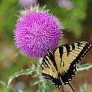 Yellow Swallowtail And The Thistle Poster