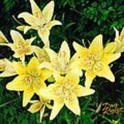 Yellow Tiger Lilies Poster