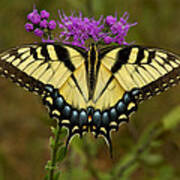 Yellow Tiger Swallowtail Butterfly. Poster
