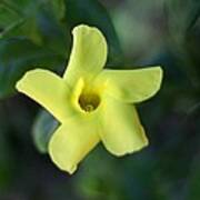 Yellow Trumpet Flower Poster