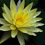 Yellow Waterlily Poster