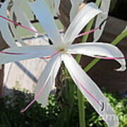 Spider Lily Poster