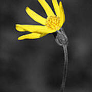 Yellow Wildflower Poster