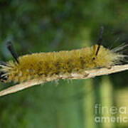 Yellow Woolly Bear Poster