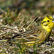 Yellowhammer's Crest Poster