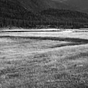 Yellowstone Bison Wyoming Poster