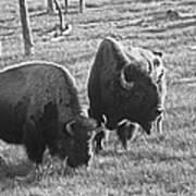 Yellowstone Bison In Late Afternoon Poster