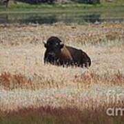Yellowstone Bison Poster