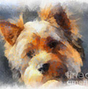 Yorkie Love Poster