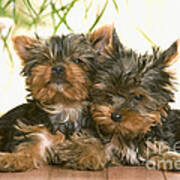 Yorkshire Terrier Puppy Dogs Poster