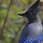 Yosemite Bluejay Poster