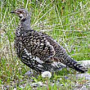 803a Franklin's Grouse - Female Poster