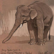 Young Asian Elephant Sketch Poster