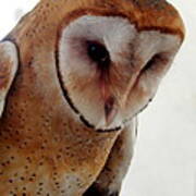 Young Barn Owl Poster