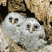 Young Barred Owls In Nest Snag Poster