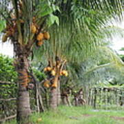 Young Coconut Trees Poster