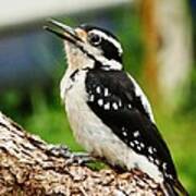 Young Hairy Woodpecker Poster
