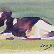 Young Holstein Heifer Napping Poster