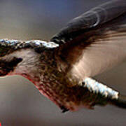 Young Hummingbird Male Anna Poster