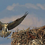 Young Osprey Poster