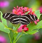 Zebra Butterfly Poster