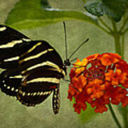 Zebra Longwing Poster