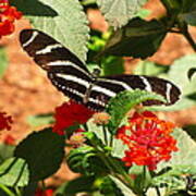 Zebra Longwing Butterfly Poster