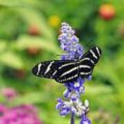 Zebra Longwing Poster