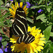Zebra Longwing On Yellow With Purple Flowers - 103 Poster